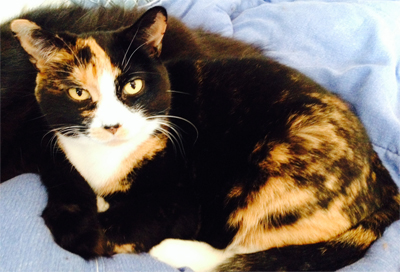 Home visits for cat - My cat Candy, she loves to fight!
